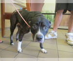 Small Staffordshire Bull Terrier