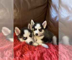 Alaskan Klee Kai-Huskies Mix Puppy for sale in HOLIDAY, FL, USA