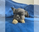 Small Photo #28 French Bulldog Puppy For Sale in BEVERLY HILLS, CA, USA