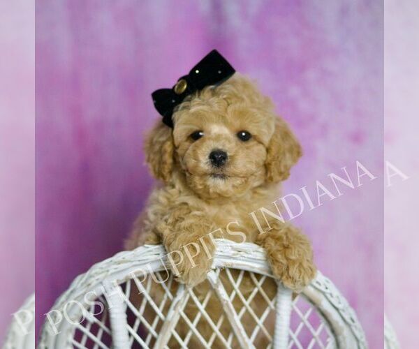 Medium Photo #21 Poodle (Toy) Puppy For Sale in WARSAW, IN, USA
