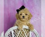 Small Photo #21 Poodle (Toy) Puppy For Sale in WARSAW, IN, USA