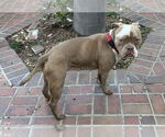 Small #2 Bulldog