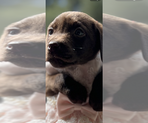 Medium Labrador Retriever