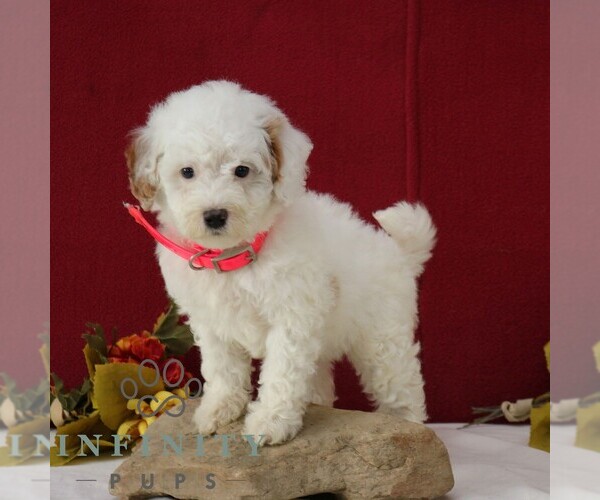 Medium Photo #3 Goldendoodle (Miniature) Puppy For Sale in GORDONVILLE, PA, USA