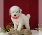 Small #2 Goldendoodle (Miniature)