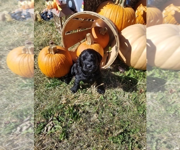 Medium Photo #10 Labradoodle Puppy For Sale in JACKSON, MN, USA