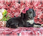 Small Photo #5 Cocker Spaniel-Unknown Mix Puppy For Sale in CHRISTIANA, PA, USA