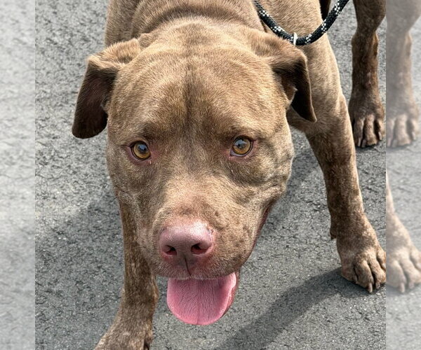 Medium Photo #1 Labrador Retriever Puppy For Sale in Tarboro, NC, USA