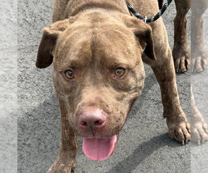 Labrador Retriever Dogs for adoption in Tarboro, NC, USA