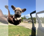 Small Photo #2 French Bulldog Puppy For Sale in NORTH LITTLE ROCK, AR, USA
