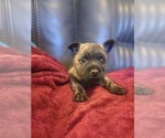Small Photo #11 Cairn Terrier Puppy For Sale in DAYTONA BEACH, FL, USA