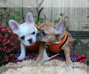 French Bulldog Puppy for sale in LAS VEGAS, NV, USA