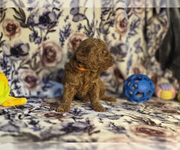 Medium Photo #3 Poodle (Miniature) Puppy For Sale in DENVER, CO, USA