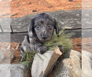 Dachshund Puppy for sale in MIDDLEBURY, IN, USA