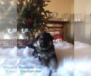 German Shepherd Dog Puppy for sale in PRINCETON, KY, USA