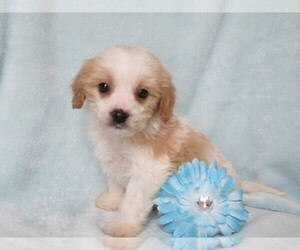 Cavachon Puppy for sale in SHILOH, OH, USA