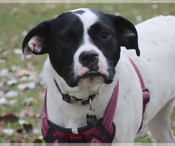Medium Photo #7 Lab-Pointer Puppy For Sale in Princeton, MN, USA