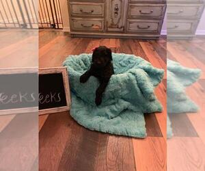F2 Aussiedoodle Puppy for sale in CLIMAX, NC, USA