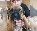 Small Photo #6 Boxer Puppy For Sale in KANSAS CITY, MO, USA