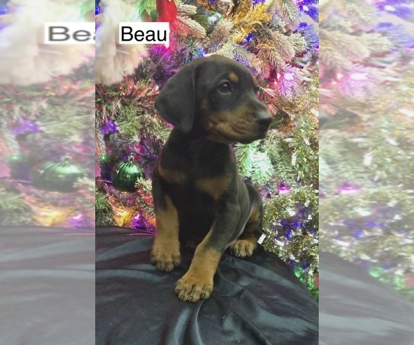 Medium Photo #7 Doberman Pinscher Puppy For Sale in POMEROY, OH, USA