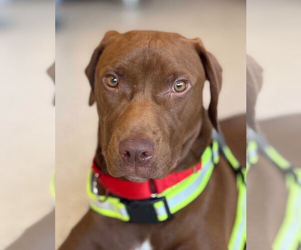 Medium Photo #5 Labrador Retriever-Unknown Mix Puppy For Sale in Wheaton, IL, USA