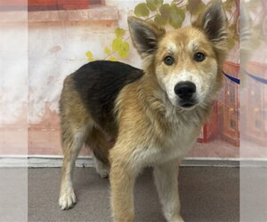 German Shepherd Dog-Unknown Mix Dogs for adoption in San Bernardino, CA, USA