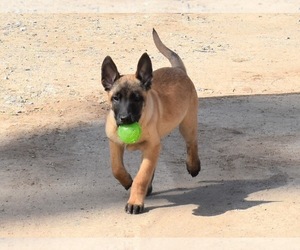Dutch Shepherd Dog Puppy for sale in SAN DIEGO, CA, USA