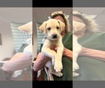 Beatty - Carly Simon Litter - Male Siberian Husky-Unknown Mix Dog for Adoption - Small photo