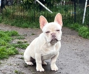 French Bulldog Puppy for sale in BALDWIN PARK, CA, USA