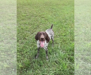 Father of the German Shorthaired Pointer puppies born on 03/09/2022