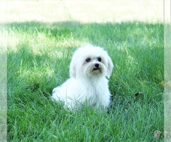 Medium Photo #1 Maltese Puppy For Sale in ROCK VALLEY, IA, USA