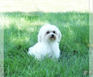 Mother of the Maltese puppies born on 03/11/2025