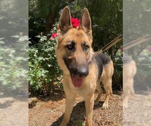German Shepherd Dog Dogs for adoption in Hollister, CA, USA