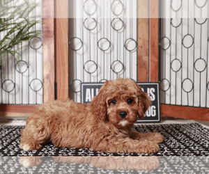 Cavapoo Puppy for sale in NAPLES, FL, USA