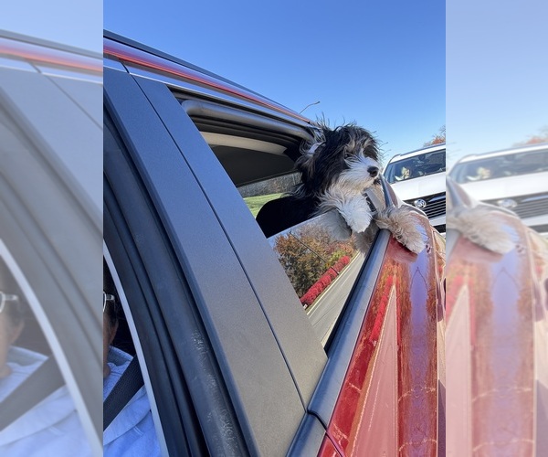 Medium Photo #4 Bernedoodle (Miniature) (+ Poodle Miniature) Puppy For Sale in WESTERVILLE, OH, USA