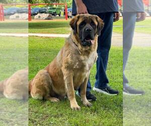 Mother of the Mastiff puppies born on 03/23/2025