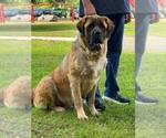 Small Photo #1 Mastiff Puppy For Sale in LA FAYETTE, GA, USA