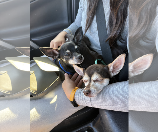 Medium Photo #2 Chihuahua Puppy For Sale in Chandler, AZ, USA