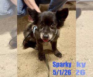 Pomeranian-Unknown Mix Dogs for adoption in Berlin, MD, USA