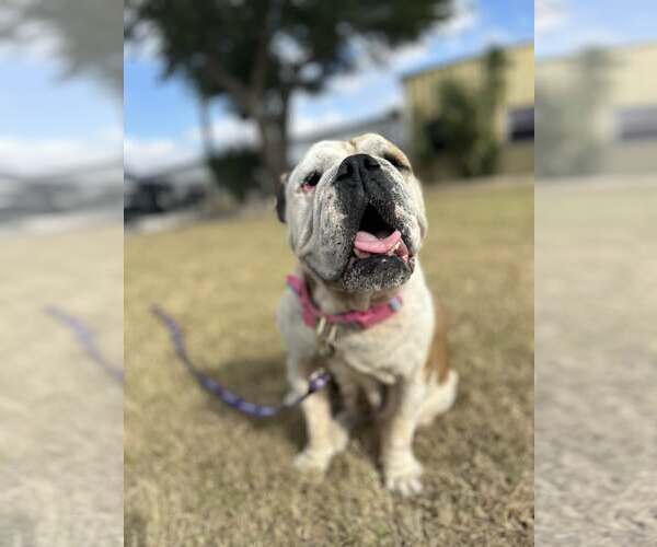 Medium Photo #2 Bulldog Puppy For Sale in Dumont, NJ, USA