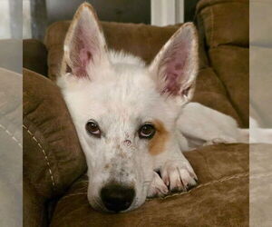 Juno - Female Mutt Dog for Adoption - Photo #5