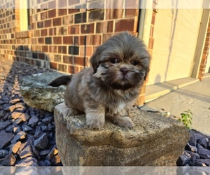 Shih Tzu Puppy for sale in CARLYLE, IL, USA