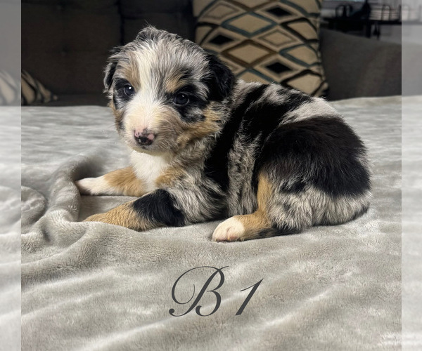 Medium Photo #3 Australian Shepherd Puppy For Sale in SALISBURY, NC, USA