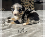 Small #2 Australian Shepherd