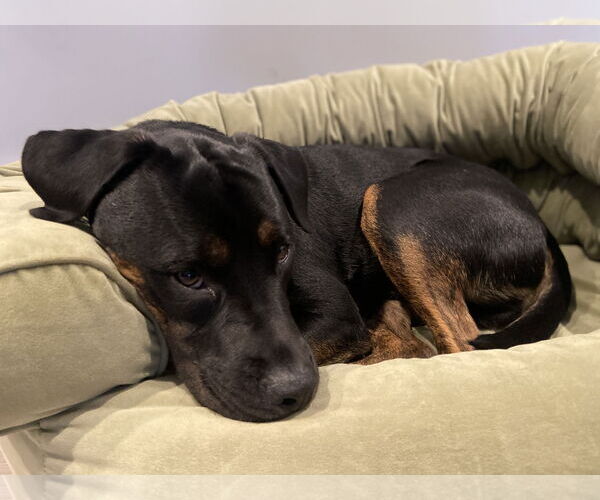 Medium Photo #3 English Bullweiler Puppy For Sale in Miami, FL, USA