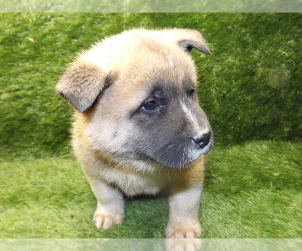 Medium Photo #9 Akita Puppy For Sale in ROLLA, MO, USA