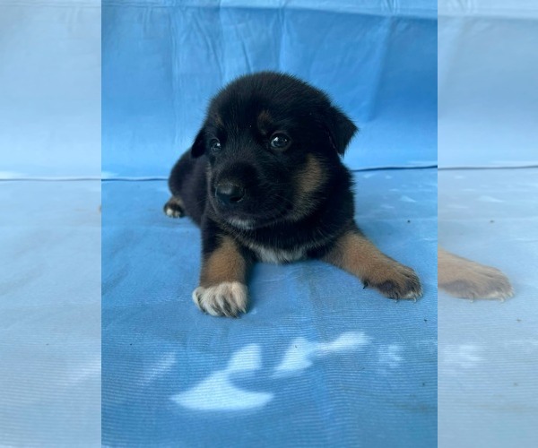 Medium Photo #4 Doberman Pinscher-German Shepherd Dog Mix Puppy For Sale in HOPKINSVILLE/PRINCETON, KY, NH, USA