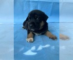Small #3 Doberman Pinscher-German Shepherd Dog Mix