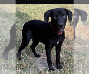 Labrador Retriever-Unknown Mix Dogs for adoption in Boston, MA, USA