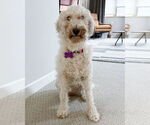 Small #9 Maltese Mix
